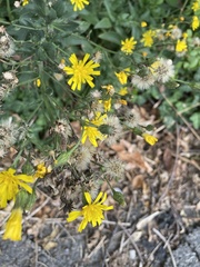 Hieracium sabaudum