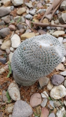 Mammillaria supertexta