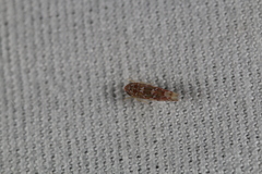 Tautoneura polymitusa