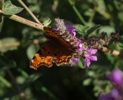 Polygonia egea