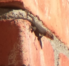 Sceloporus orcutti