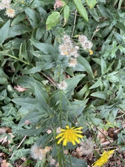 Hieracium sabaudum
