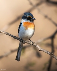 Pericrocotus erythropygius