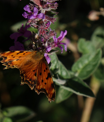 Polygonia egea