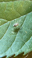 Amaurobius