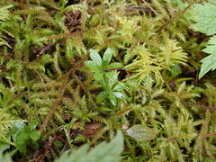 Galium triflorum