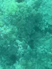 Paracirrhites forsteri