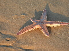 Astropecten irregularis