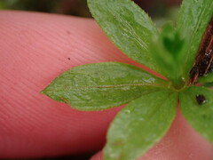 Galium triflorum