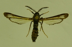 Pennisetia eucheripennis