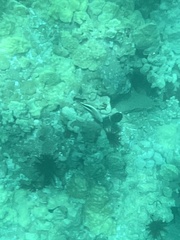 Paracirrhites forsteri