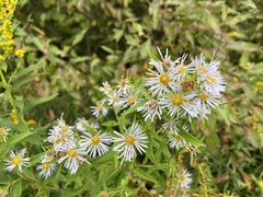 Symphyotrichum firmum