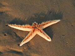 Astropecten irregularis
