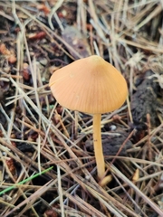 Entoloma quadratum