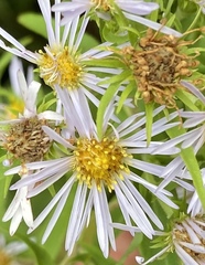 Symphyotrichum firmum
