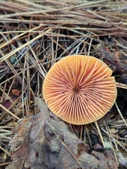 Entoloma quadratum