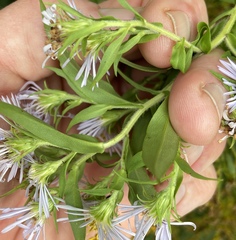 Symphyotrichum firmum