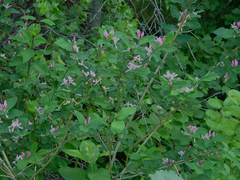 Lonicera tatarica