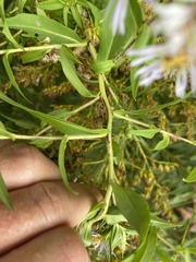 Symphyotrichum firmum