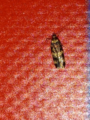 Oegoconia novimundi