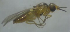 Elachiptera