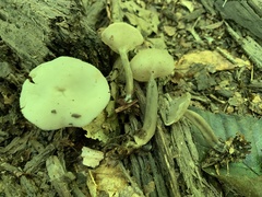 Helvella macropus
