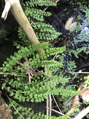 Asplenium viride
