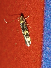 Oegoconia novimundi