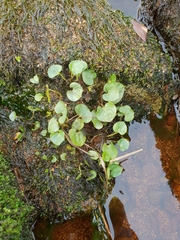 Viola palustris