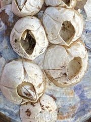 Austrominius modestus