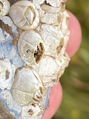 Austrominius modestus