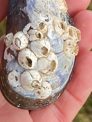 Austrominius modestus