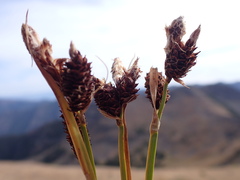 Carex paysonis