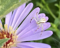 Misumena vatia