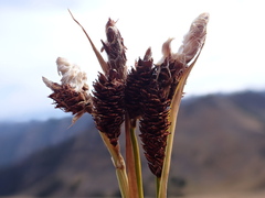 Carex paysonis