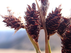 Carex paysonis