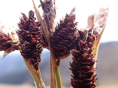 Carex paysonis