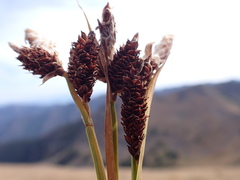 Carex paysonis
