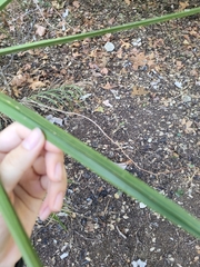 Schoenoplectus americanus