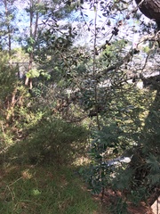 Pittosporum crassifolium