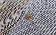 Strophosoma melanogrammum