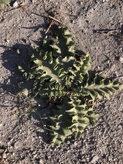 Verbascum sinuatum