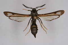 Pennisetia eucheripennis
