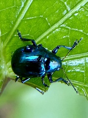 Typophorus nigritus