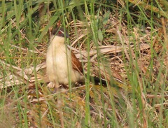 Centropus superciliosus burchellii