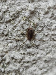 Odiellus spinosus
