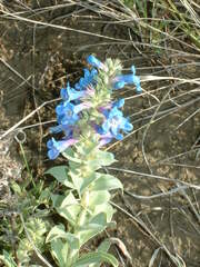 Penstemon nitidus