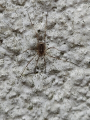Odiellus spinosus
