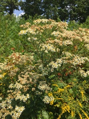 Doellingeria umbellata