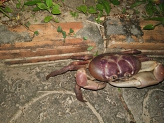 Gecarcoidea